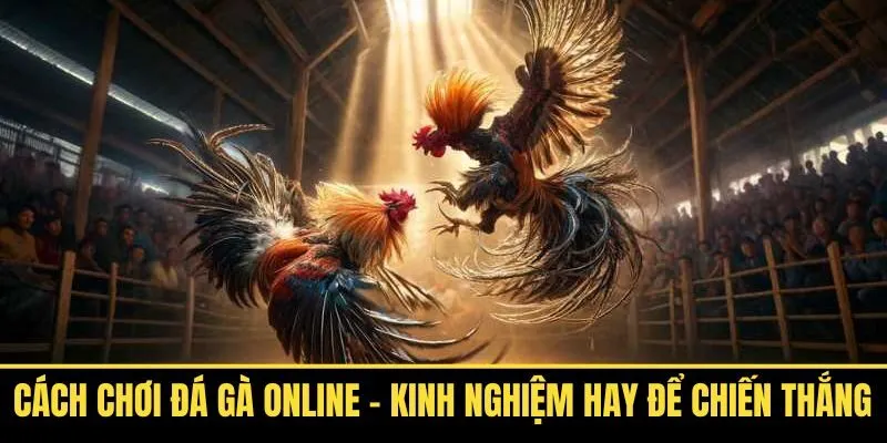 Cách Chơi Đá Gà Online – Kinh Nghiệm Hay Để Chiến Thắng