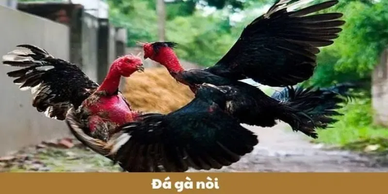 Đá Gà Nòi – Màn Trình Diễn Đẳng Cấp Của Những Chiến Binh