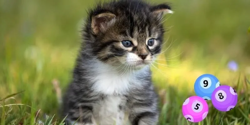 Giải Mã Tài Lộc Ý Nghĩa Nằm Mơ Thấy Con Mèo Đánh Số Mấy